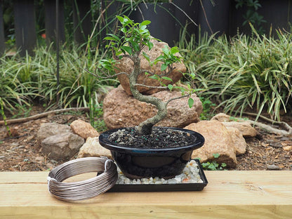 Anodized Aluminum 2.0mm Bonsai Training Wire 250g Large Roll (95 feet) - Choose Your Size and Color (2.0mm, Brown)