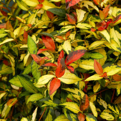 Jasmine Summer Sunset - 40 Live Plants - Trachelospermum Asiaticum - Colorful Groundcover Vine