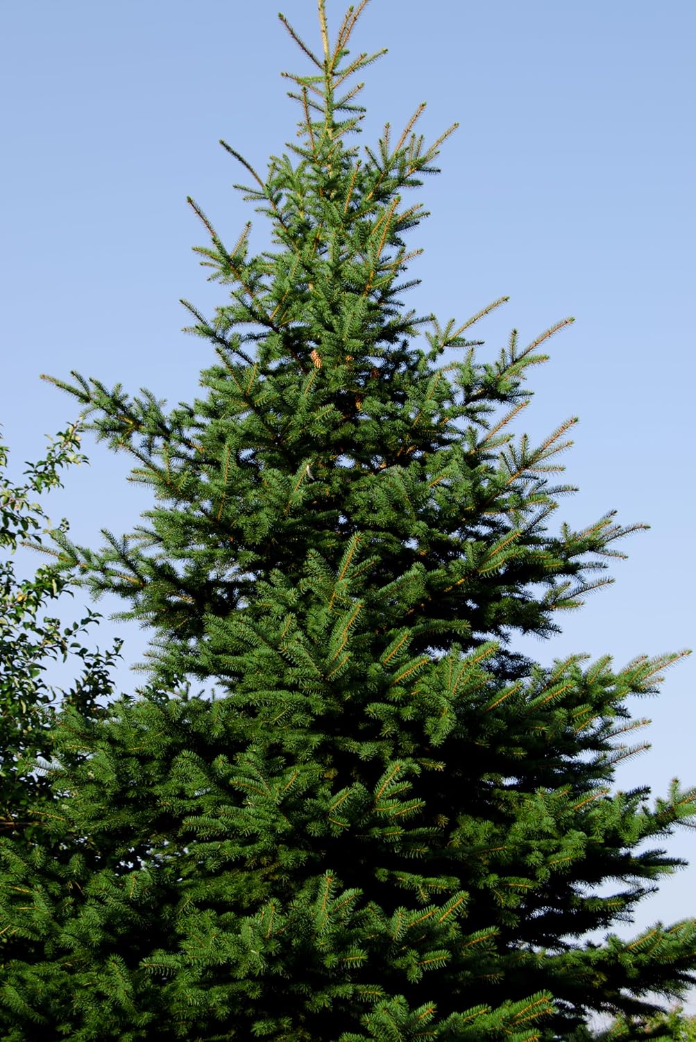 Norway Spruce Tree Seedlings | 6"-12" | Arbor Day Foundation (10-Pack)