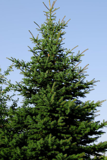 Norway Spruce Tree Seedlings | 6"-12" | Arbor Day Foundation (10-Pack)