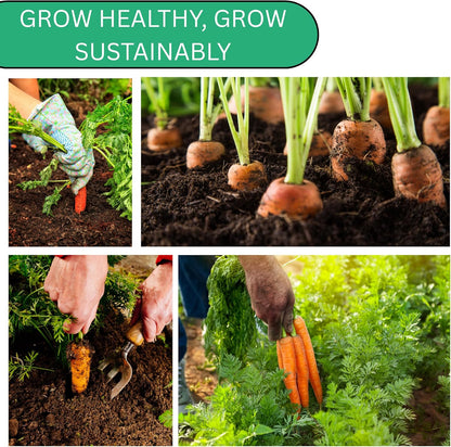 Woods Creek Seeds: Little Fingers Carrot Seeds for Planting - Over 2,800 Heirloom Carrot Seed Pack - Non-GMO Carrots Seeds for Planting Outdoors or Indoors - Beginner Friendly Vegetable Gardening