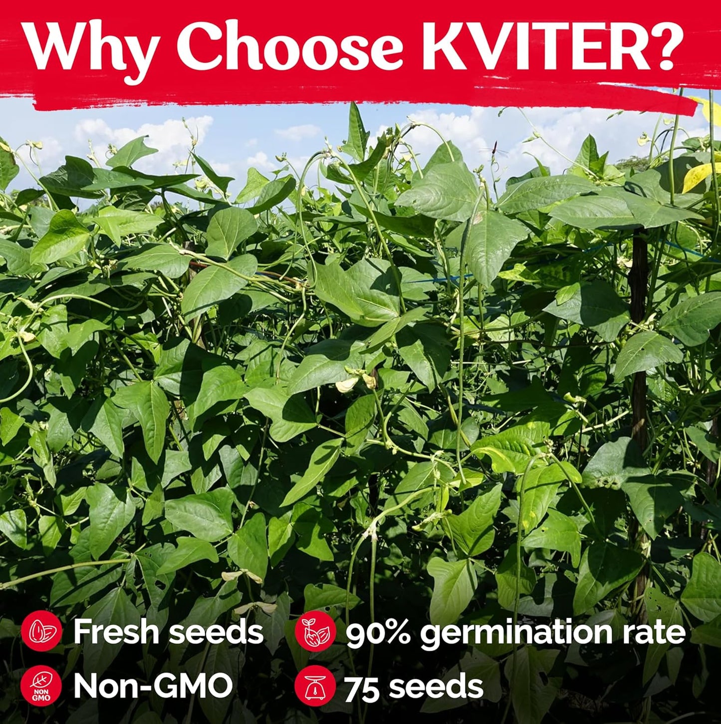 KVITER 75 California Black Eyed Peas Seeds for Planting (Vigna Unguiculata L.) — Cowpeas, Heirloom, Non GMO & Organic Peas, Field Peas, Heavy Yield — Vegetable Seeds for Outdoor Garden, Containers
