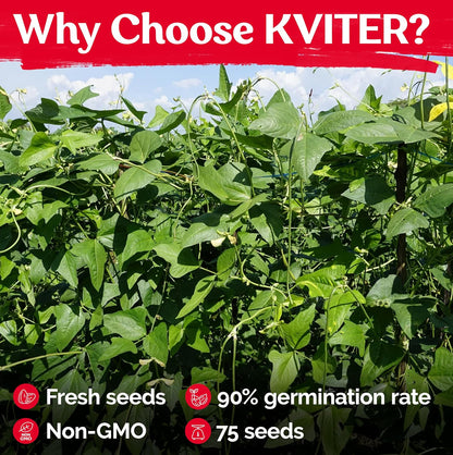 KVITER 75 California Black Eyed Peas Seeds for Planting (Vigna Unguiculata L.) — Cowpeas, Heirloom, Non GMO & Organic Peas, Field Peas, Heavy Yield — Vegetable Seeds for Outdoor Garden, Containers