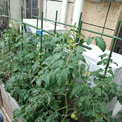 58 Inch Garden Stakes Sturdy Plant Sticks Support Tomato Stakes for Vegetable