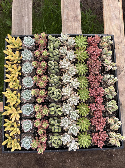 Live Succulents Plants Mystery Pack - Variety of Well Rooted Plants in 2 Inch Pots - Real, Small, Assorted Houseplants for Indoor, DIY, Home Decor, Wedding, or Birthday Gifts (64 Pack)