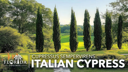 Italian Cypress | 3 Live 4 Inch Trees | Cupressus sempervirens | Narrow Evergreen Plants | Tall Privacy Landscaping | Upright Ornamental Outdoor Plant