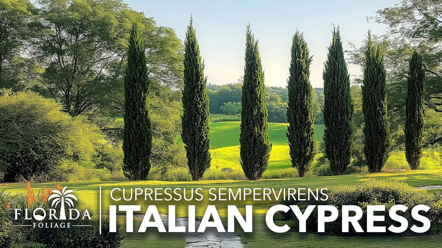 Italian Cypress | 2 Large Gallon Size Trees | Cupressus sempervirens | Narrow Evergreen Plants | Tall Privacy Landscaping | Upright Ornamental Outdoor Plant