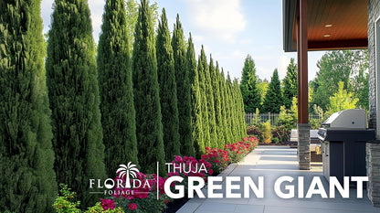 Thuja Green Giant | 50 Live Trees | Thuja standishii x plicata | Fast Growing Privacy Screen | Evergreen Landscape Plants for Borders