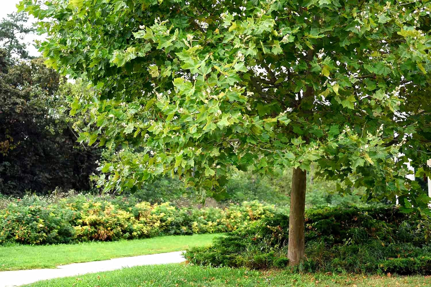 American Sycamore | 1 Large Gallon Size Tree | Platanus occidentalis | Fast-Growing Shade Plants | Privacy Enhancing Greenery for Expansive Landscapes