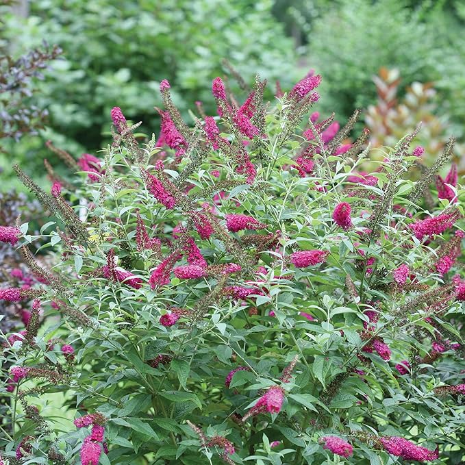 Miss Molly Buddleia 2 Gal, Pink and Red Blooms