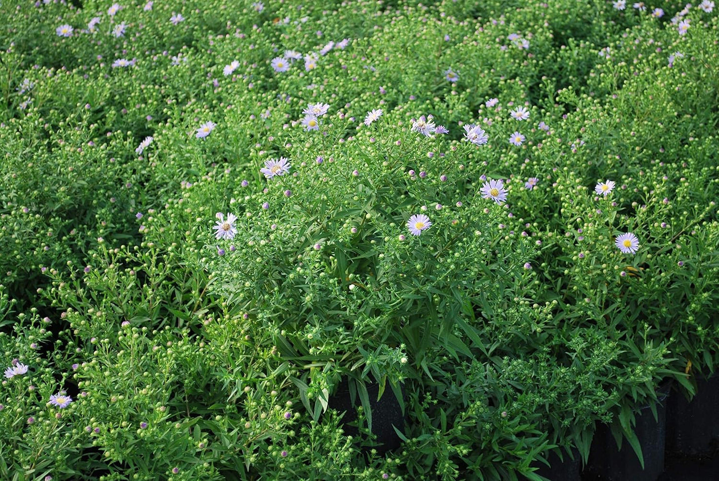 Perennial Farm Aster Dumosus 'Wood's Blue' (Wood Aster) – Live Perennial Plant in #1 Container, Masses of Blue Daisy-Like Blooms, Compact & Hardy, Pollinator Friendly, Borders & Fall Gardens