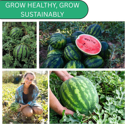 Woods Creek Seeds: Crimson Sweet Watermelon Seeds for Planting - Over 45 Heirloom Watermelon Seed Pack - Non-GMO Fruit Seeds for Planting Home Garden or Outdoors - Mini Watermelon Seeds for Gardeners
