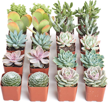 Shop Succulents Pastel Succulent Plant Pack Bulk Collection - Live Mini Succulent Plants, Low Maintenance, Bright & Serene Colors & Textures - Wedding and Party Favors, Gift & Garden, Pack of 16