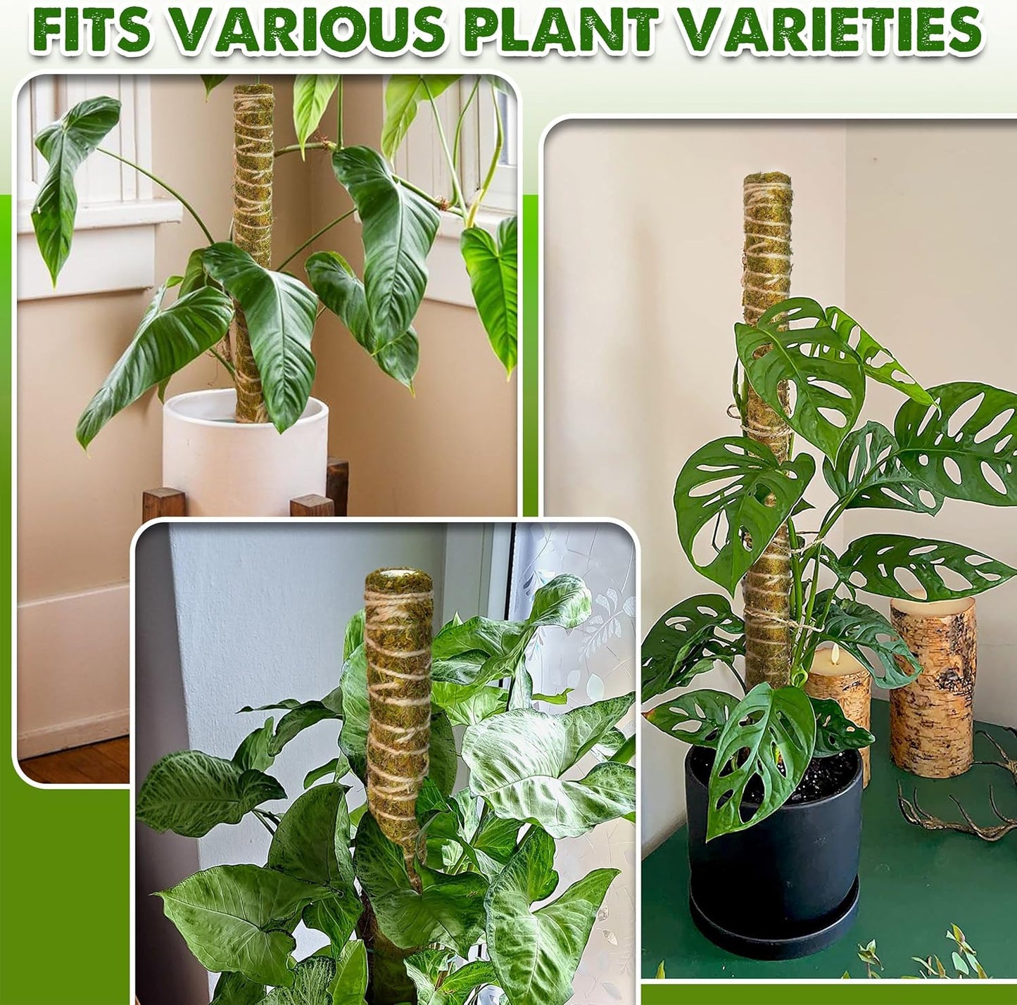 DUSPRO Natural Stackable Moss Pole for Plants Monstera Potted Plant Stakes for Indoor Plants Extendable Plant Pole Moss Sticks for Plants Climbing Vine Supporting Monstera Trellis 10Pcs 22''