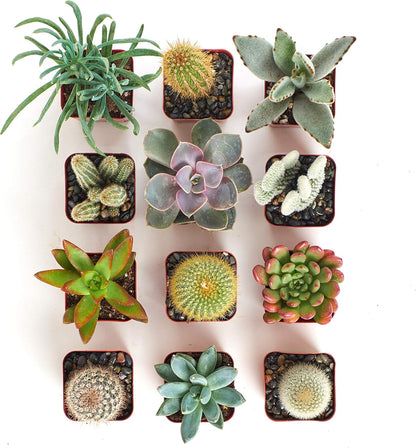 Shop Succulents Premium Live Mini Cactus and Succulent Plants in 2" Pots, Easy Care Indoor or Outdoor Gardening, Terrariums, Favors, & Contemporary Spaces with Hardy, Resilient Varieties, Pack of 12