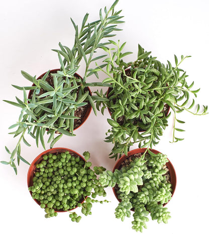 Shop Succulents | Hanging Collection | 4 Pack of Unique Trailing, Fully Rooted Live Indoor/Outdoor House Plants, 4-Inch
