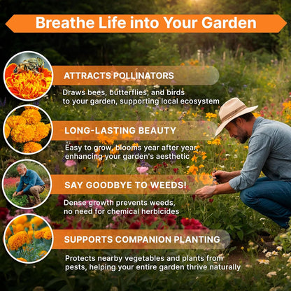 Marigold Seeds Pack 4 oz - Over 37,000 Non-GMO Heirloom Marigold Seeds for Planting Indoor & Outdoor Gardening, Flower Seed for Planting Home and Garden, Flowers Seed in Individual Packet
