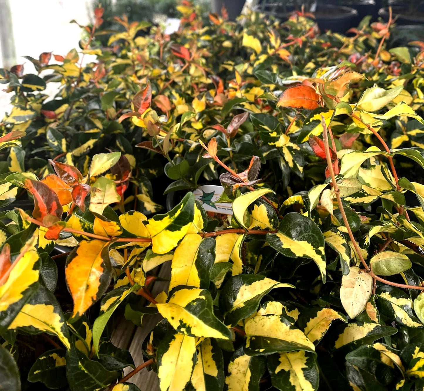 Jasmine Summer Sunset - 30 Live Plants - Trachelospermum Asiaticum - Colorful Groundcover Vine