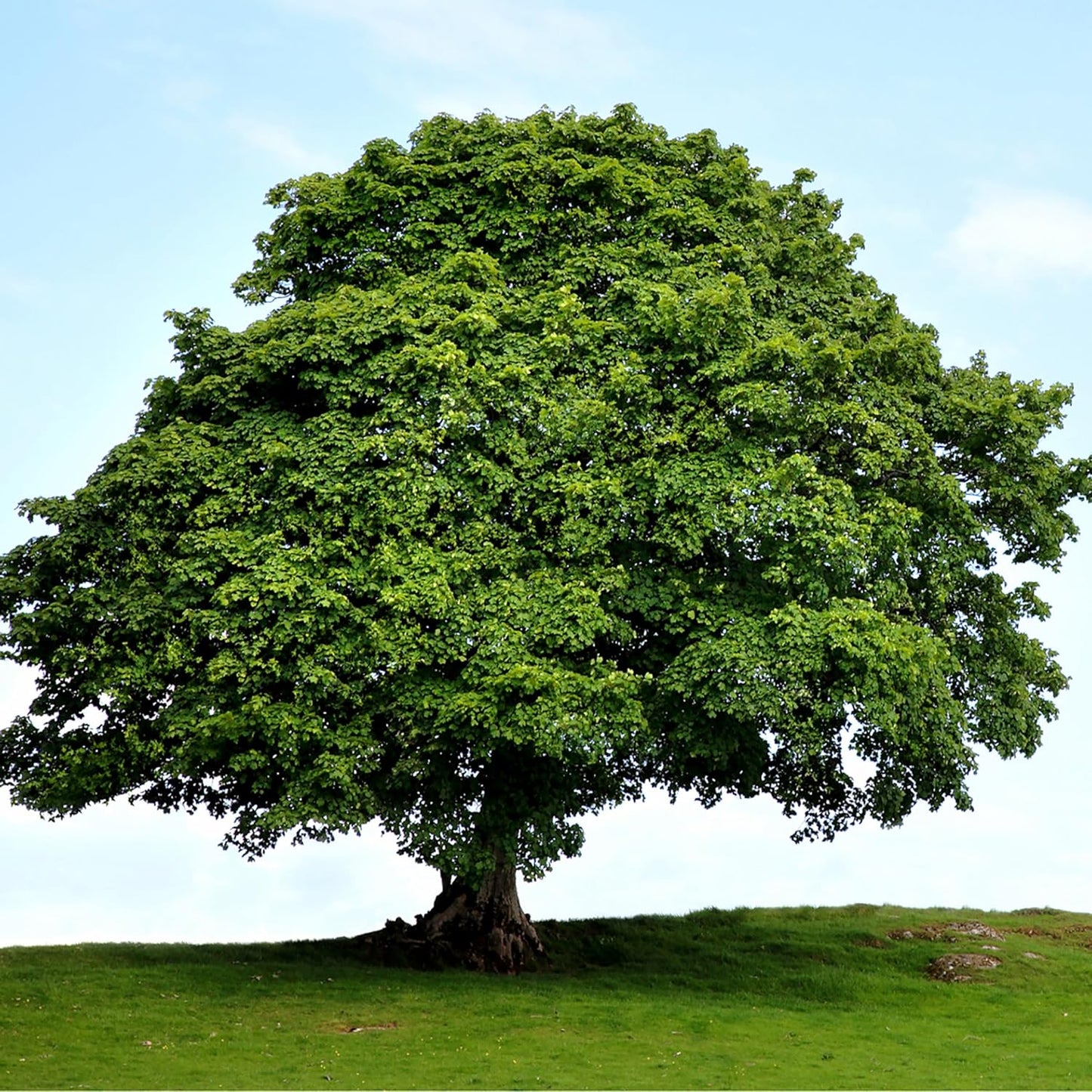 American Sycamore | 1 Large Gallon Size Tree | Platanus occidentalis | Fast-Growing Shade Plants | Privacy Enhancing Greenery for Expansive Landscapes