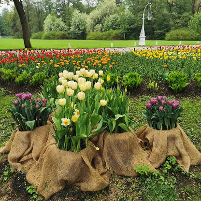 Garden Burlap Roll, 60" x 24 Feet Natural Jute Burlap Fabric Roll for Gardening Raised Bed Liners,Seed Cover,Edging,Weed Barrier,Aisle Runner Plant Cover Tree Protections (60" x 24 Feet)