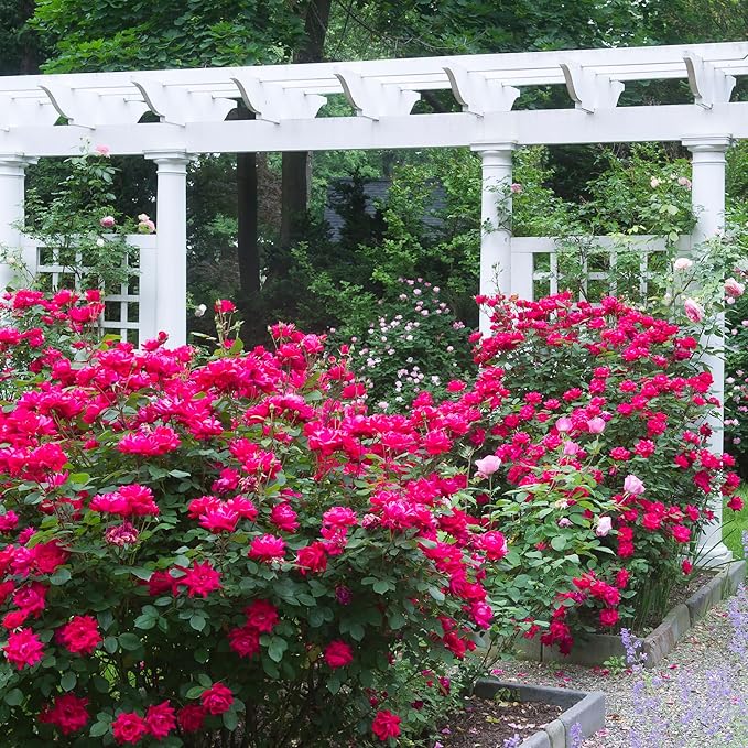 Double Rose, 2 Gal, Red Blooms (Double Red)