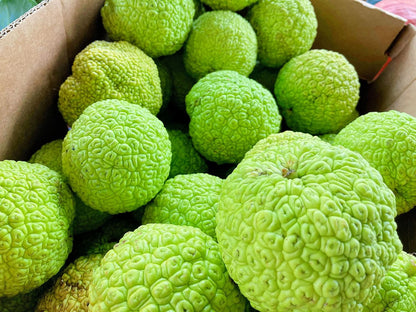 Hedgeballs, Osage Oranges - Naturally Remove Bugs and Spiders - All Natural, Grown in Iowa (16 Hedgeballs)