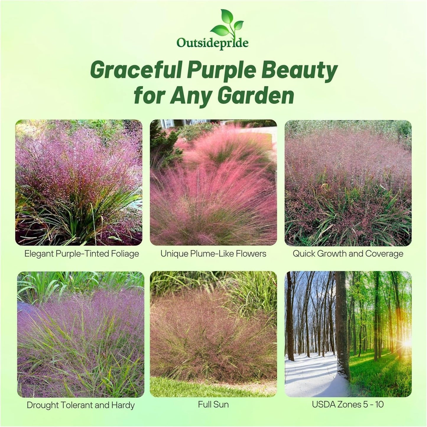 Outsidepride 1000 Seeds Perennial Eragrostis Spectabilis Ornamental Love Grass Seed for Planting