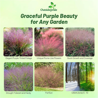 Outsidepride 500 Seeds Perennial Eragrostis Spectabilis Ornamental Love Grass Seed for Planting