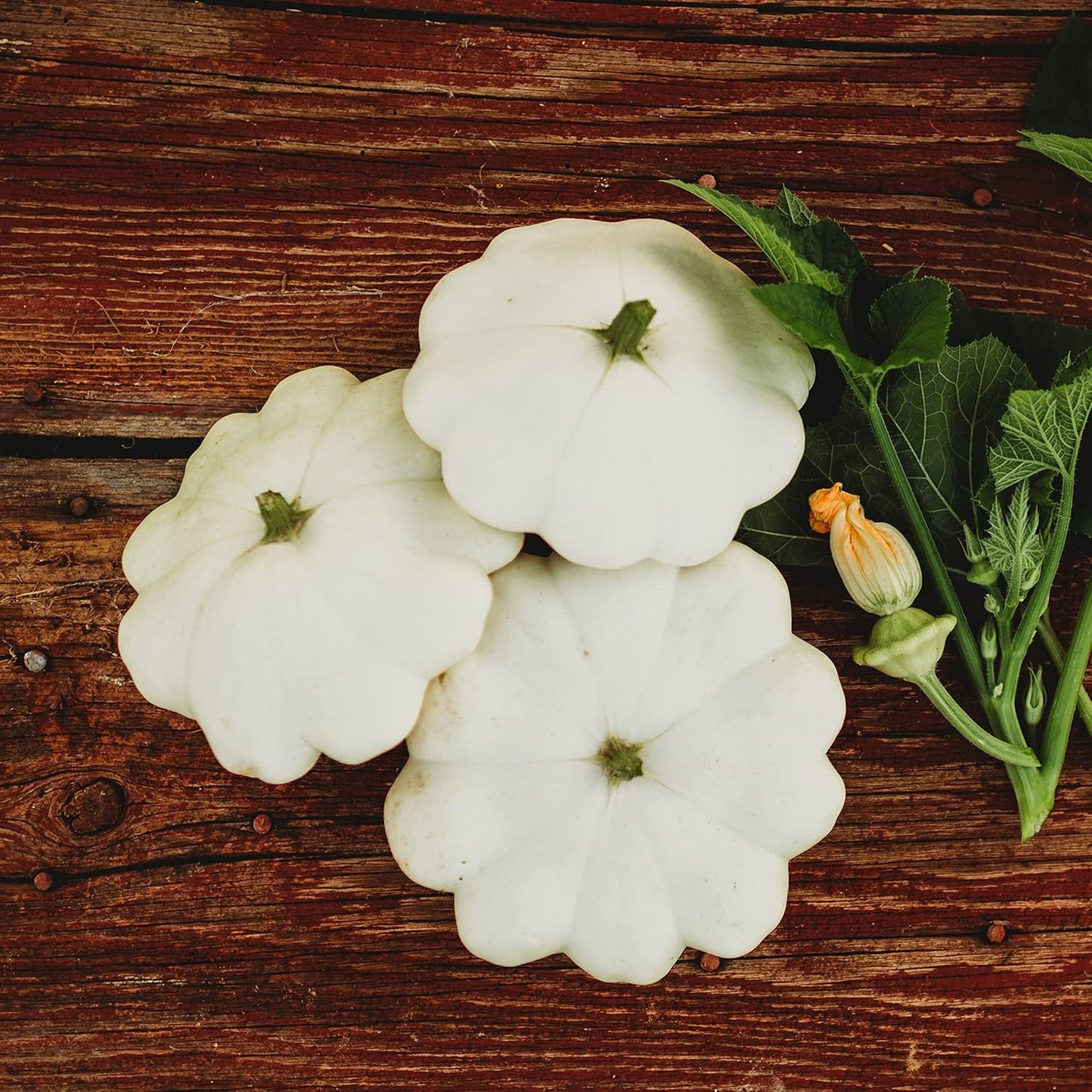 Early White Bush Scallop Squash (White Patty Pan Squash) - 25 Seeds - Bush Squash Variety, Non-GMO Heirloom Summer Squash Seeds for Planting in The Home Garden, Thresh Seed Company