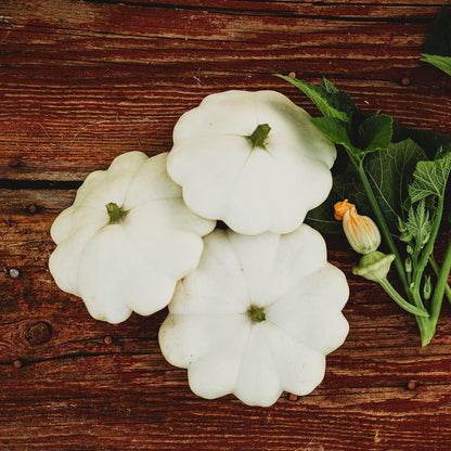 Early White Bush Scallop Squash (White Patty Pan Squash) - 25 Seeds - Bush Squash Variety, Non-GMO Heirloom Summer Squash Seeds for Planting in The Home Garden, Thresh Seed Company