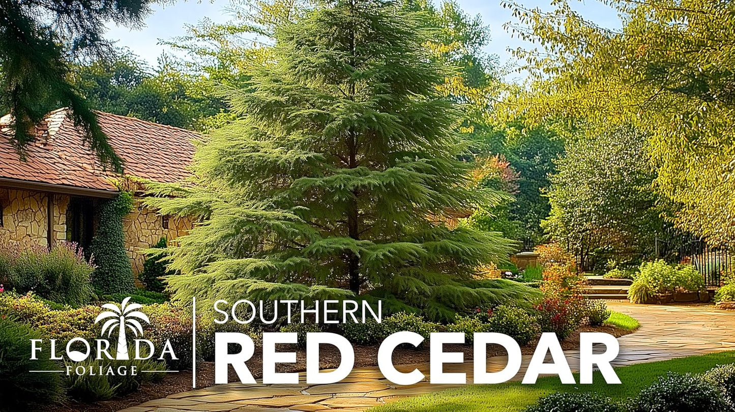 Southern Red Cedar | 5 Live 4 Inch Pots | Juniperus Virginiana Silicicola | Evergreen Privacy Trees | Native Landscape Plants