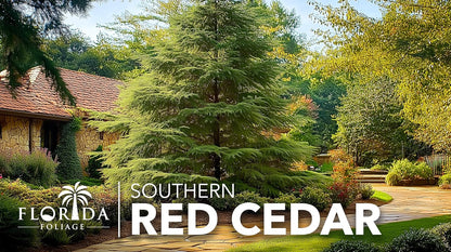 Southern Red Cedar | 5 Live 4 Inch Pots | Juniperus Virginiana Silicicola | Evergreen Privacy Trees | Native Landscape Plants