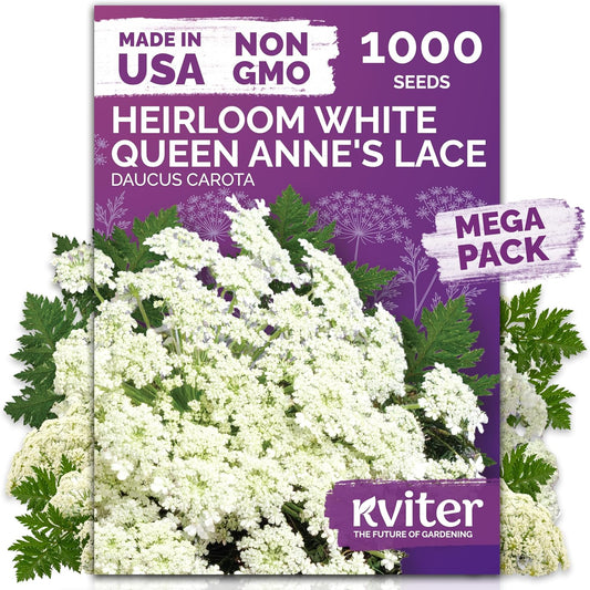 KVITER 1000 White Queen Anne's Lace Seeds (Ammi Majus) – Bishop Flower, Heirloom, Non GMO & Organic