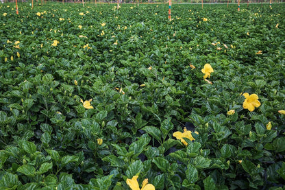Hibiscus Tree - Yellow Ft. Myers - Overall Height 38" to 44" - Tropical Plants of Florida (Plant Only)…