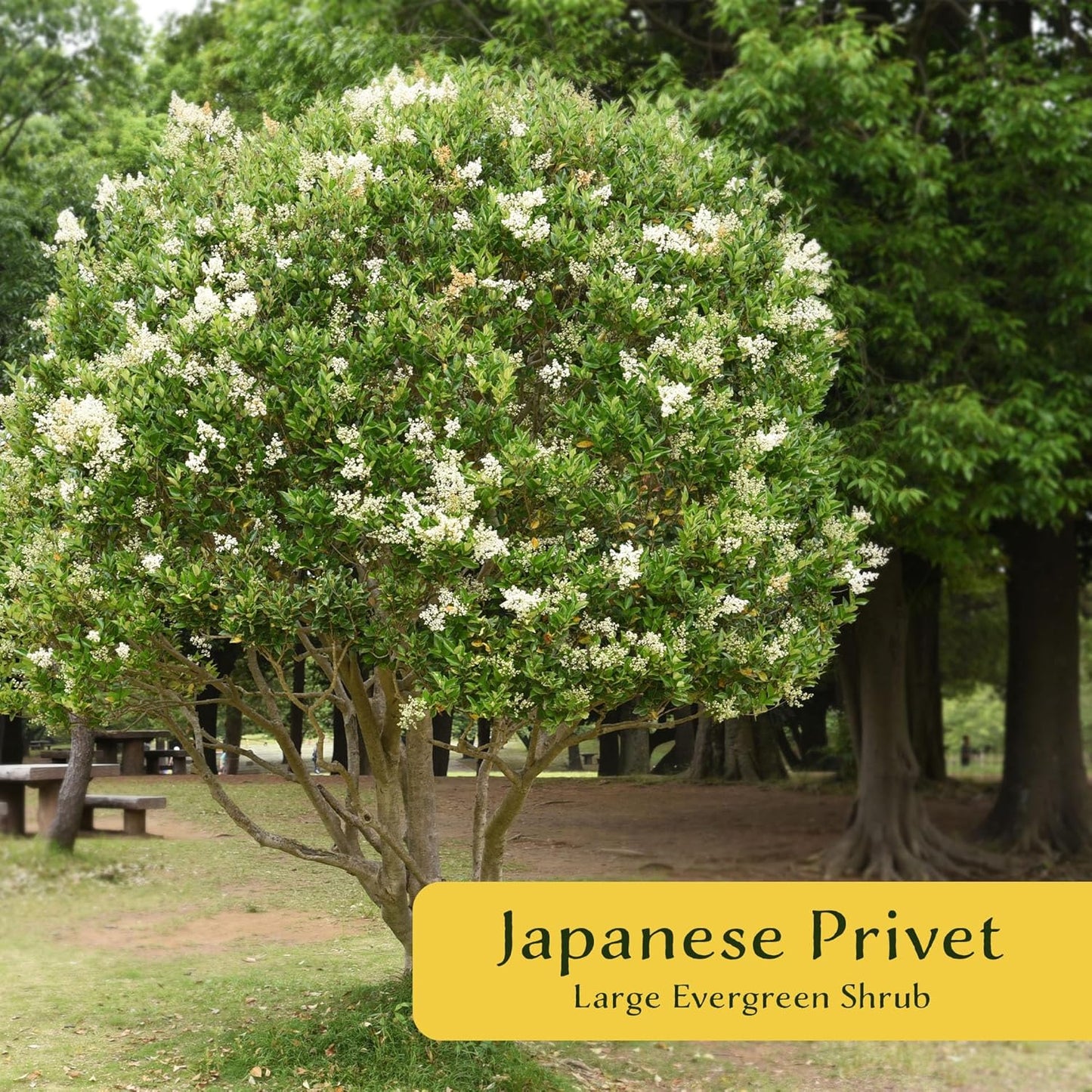 12 Japanese Privet in 2.5" Nursery Cubes | Ligustrum japonicum | Evergreen Shrub for Hedges, Screens & Borders | Ready-to-Plant & Easy-to-Grow Outdoor Live Starter Plants