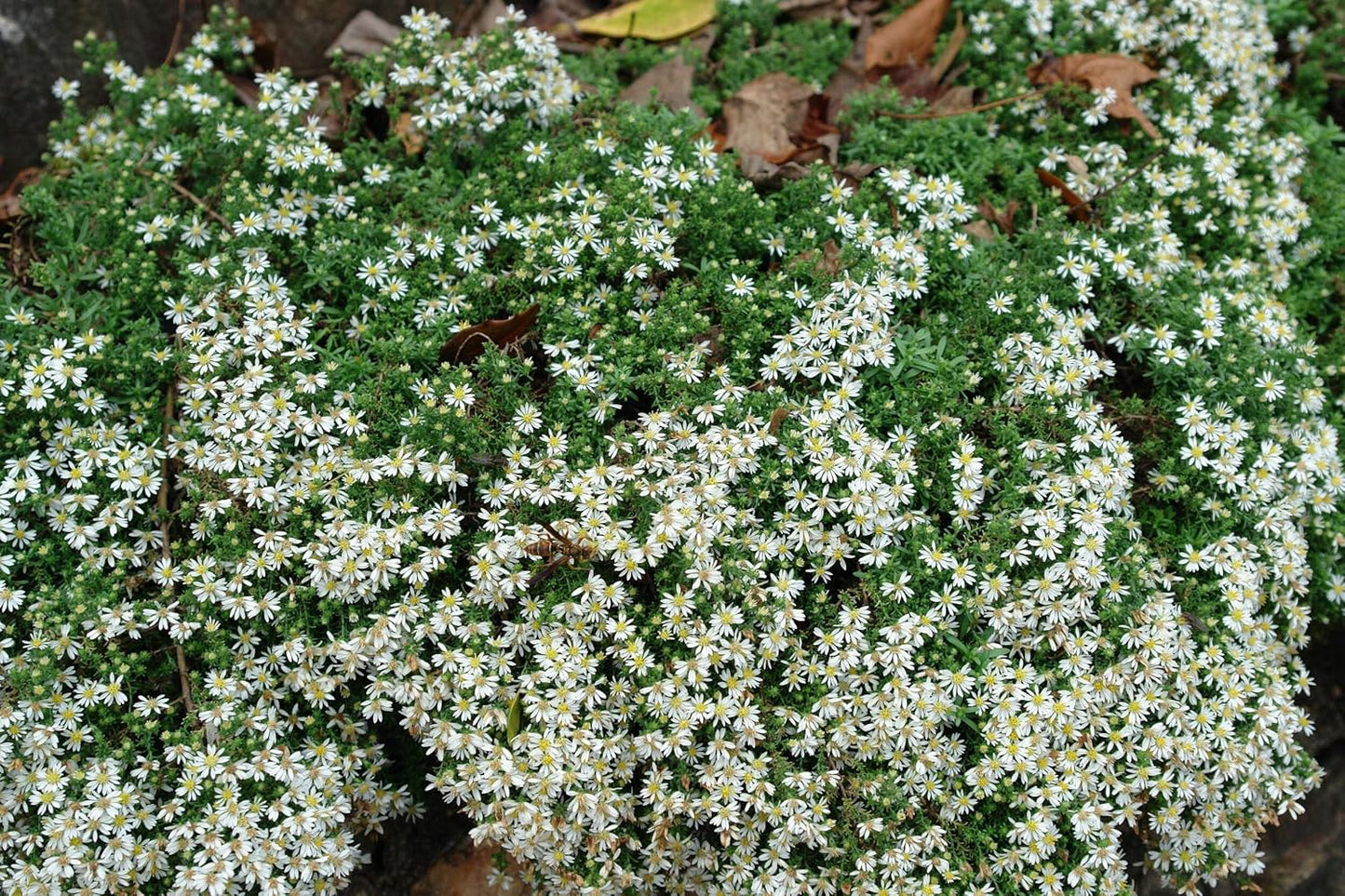 Perennial Farm Aster Ericoides ‘Snow Flurry’ (White Heath Aster) – Live Perennial in #1 Container, Low-Growing White Daisy-Like Blooms, Compact Groundcover, Great for Edging & Pollinator Gardens