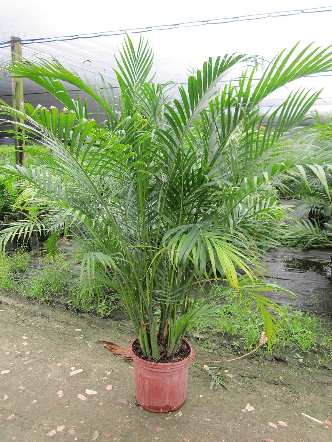 Seeds Parlor Palm Neanthe Bella Palm Chamaedorea Rare Perennial Tree