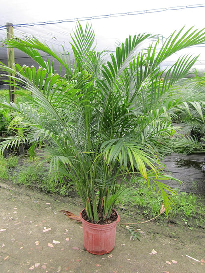 Seeds Parlor Palm Neanthe Bella Palm Chamaedorea Rare Perennial Tree