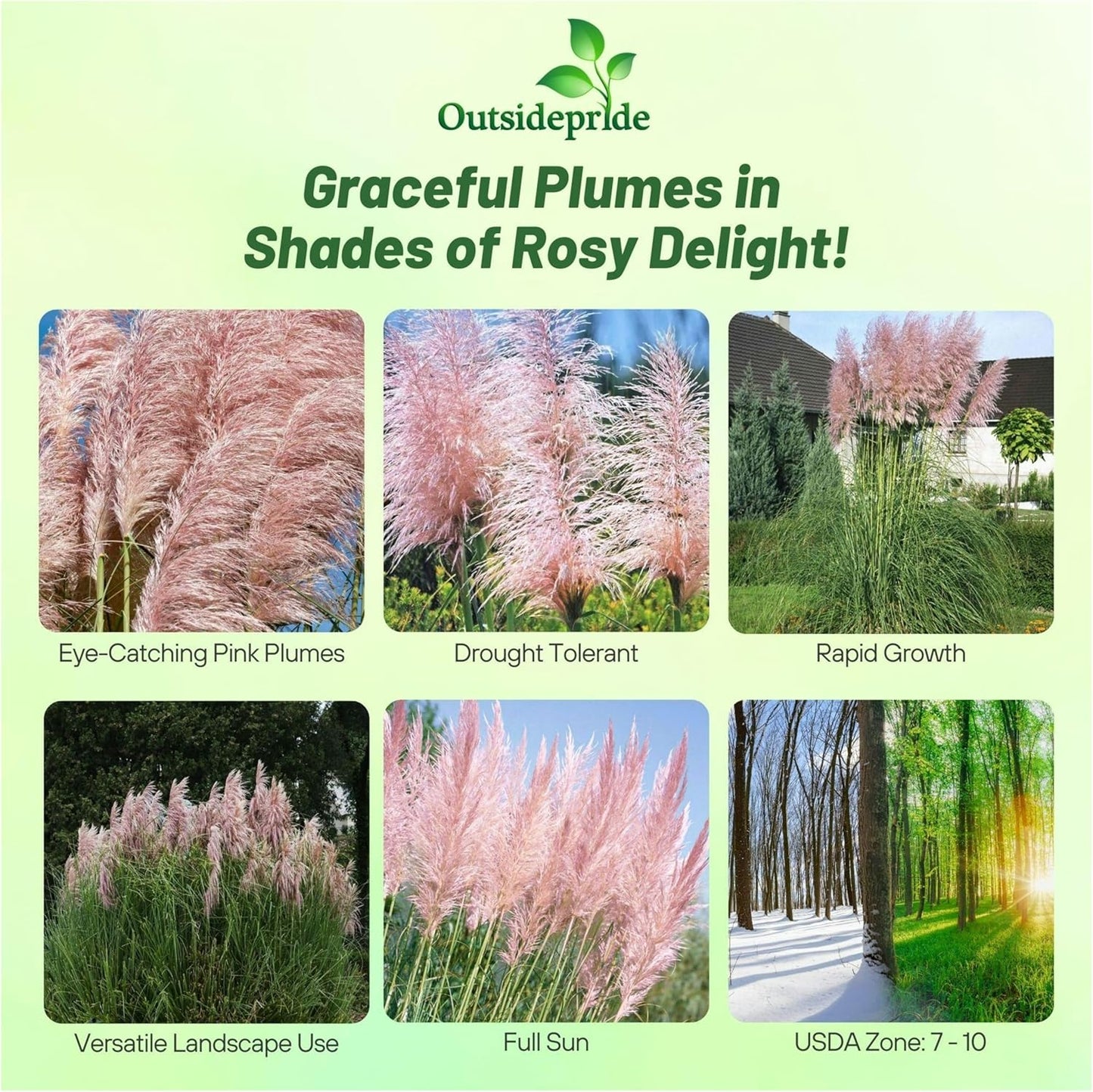 Outsidepride Pink Pampas Grass Seeds – 1,000 Pcs. Perennial, Drought-Tolerant Ornamental Grass for Large Garden Borders, Privacy Landscaping, Xeriscaping, and Low-Maintenance Outdoor Spaces