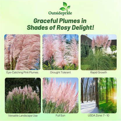 Outsidepride Pink Pampas Grass Seeds – 1,000 Pcs. Perennial, Drought-Tolerant Ornamental Grass for Large Garden Borders, Privacy Landscaping, Xeriscaping, and Low-Maintenance Outdoor Spaces