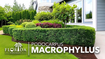 Podocarpus Macrophyllus Japanese Yew | 20 Live Plants | Podocarpus macrophyllus | Privacy Hedge Shrub | Evergreen Landscaping Plants for Gardens & Borders
