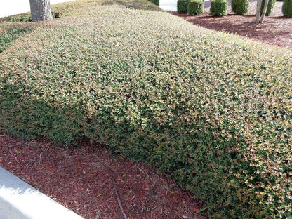 Dwarf Yaupon Holly | Ilex Schilling Stokes Vomitoria | 30 Live Plants | Drought Tolerant Low Maintenance Evergreen Hedge