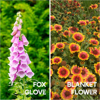 All Annual Wildflower Seeds Mix – 4 Oz, 4,000+ Seeds – 21 Varieties Including California Poppy, Indian Blanket, Scarlet Flax – Bulk Pollinator Wildflower Seed for Planting