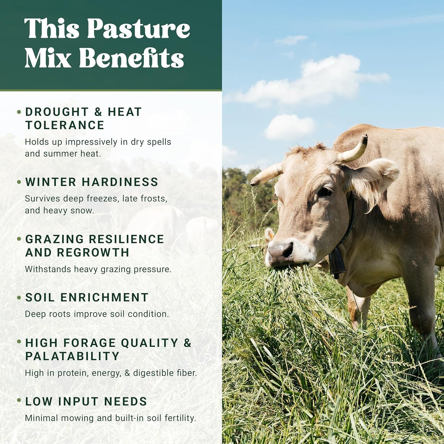 Nature's Seed Northern/Transitional Dairy Cow and Cattle Forage Mix, Pasture Grass Seed Blend, Protein-Rich, Cold-Hardy, 10 lbs