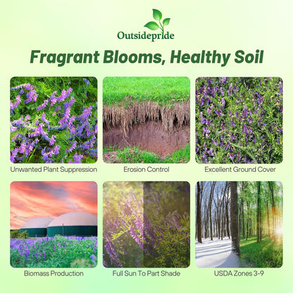 Outsidepride Hairy Vetch Cover Crop Seeds - 50 Lbs Cold Tolerant, Winter Hardy - Ideal for Soil Improvement, Green Pasture, Hay & Livestock Forage - Pollinator Friendly Garden Seeds, Ground Cover