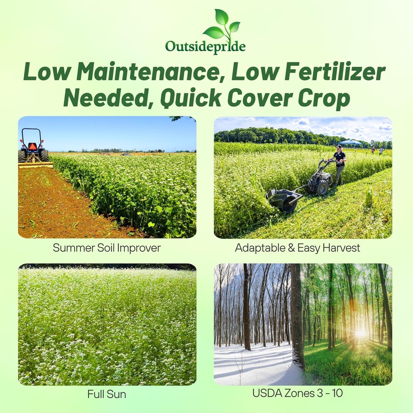 Outsidepride Buckwheat Seeds - 5lbs Annual, Fast-Growing, Easy to Grow Buckwheat Cover Crop Seeds for Green Manure, Bee Pasture & Pollinators, Wildlife Habitat, Soil Improvement, and Erosion Control