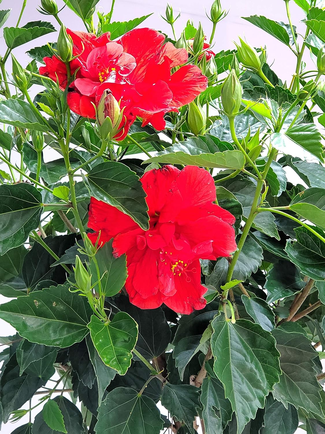 Live Braided Hibiscus Tree - Red Double Flower - Overall Height 38" to 44" - Tropical Plants of Florida (Plant Only)