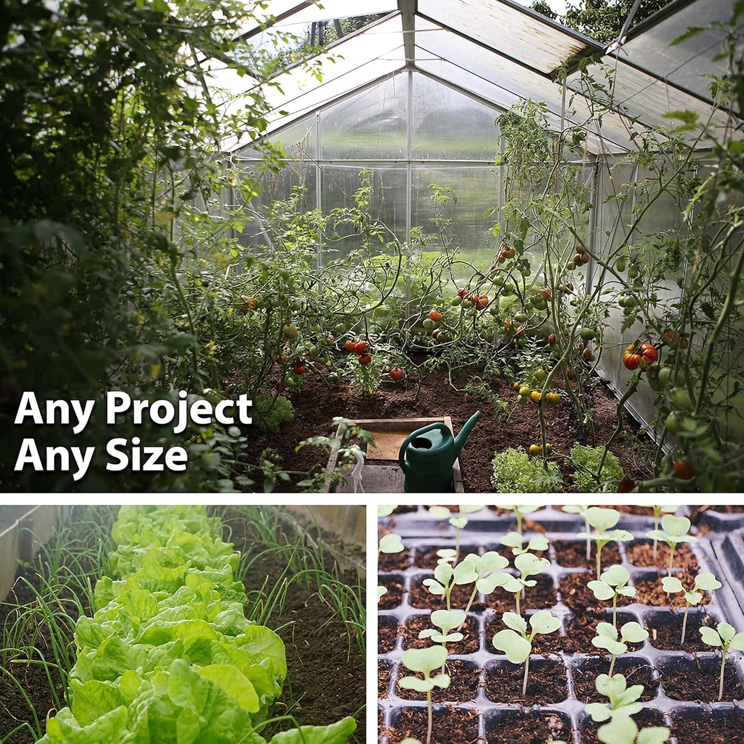Watermelon Garden Seeds - Jubilee - 25 Lbs Bulk - Non-GMO, Heirloom Vegetable Gardening Fruit Melon Seeds
