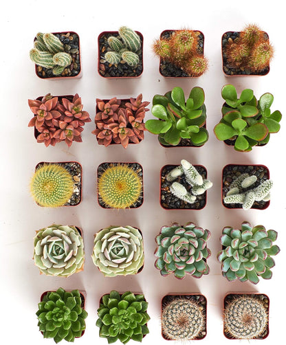 Shop Succulents Premium Live Mini Cactus and Succulent Plants in 2" Pots, Easy Care Indoor or Outdoor Gardening, Terrariums, Favors, & Contemporary Spaces with Hardy, Resilient Varieties, Pack of 32