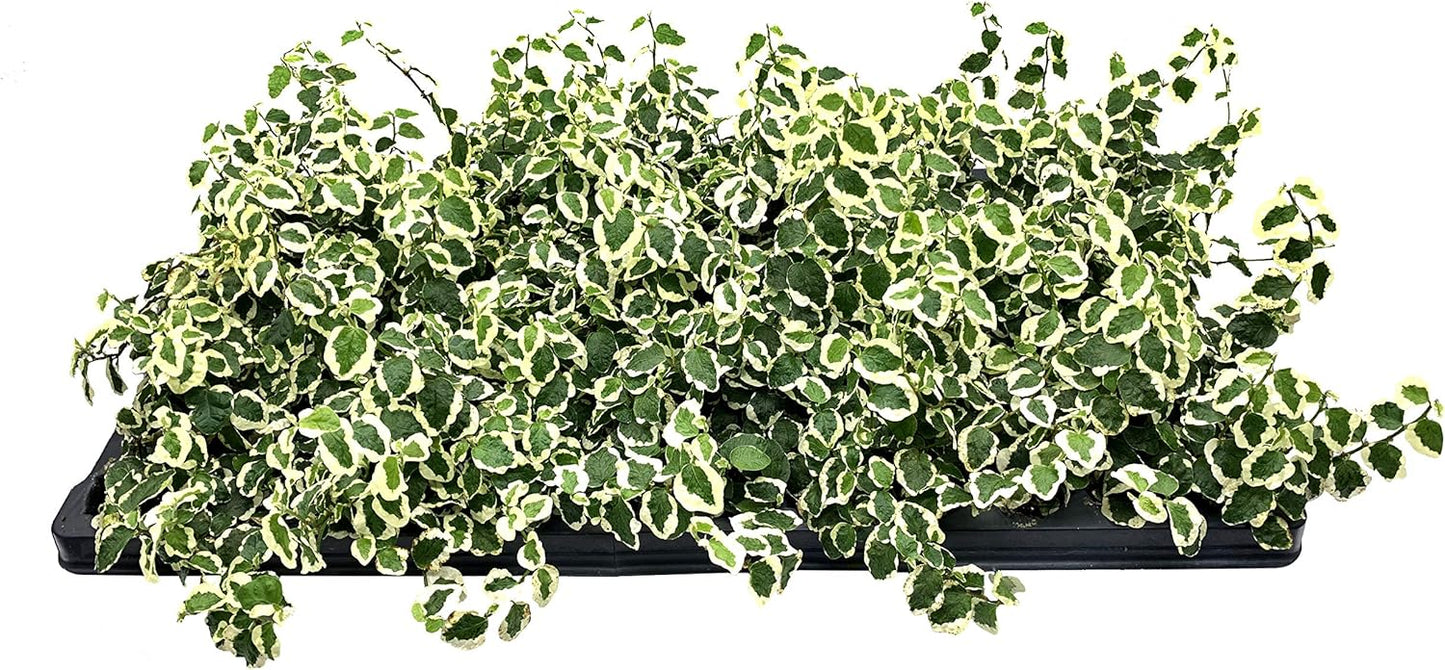 Variegated Creeping Fig Vine - Ficus Pumila Variegata - 3 Live Fully Rooted 2 Inch Plants - Climbing Ivy